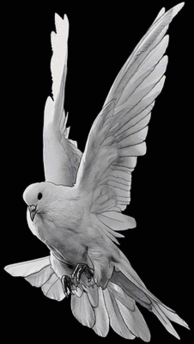 голубь - птицы - предпросмотр