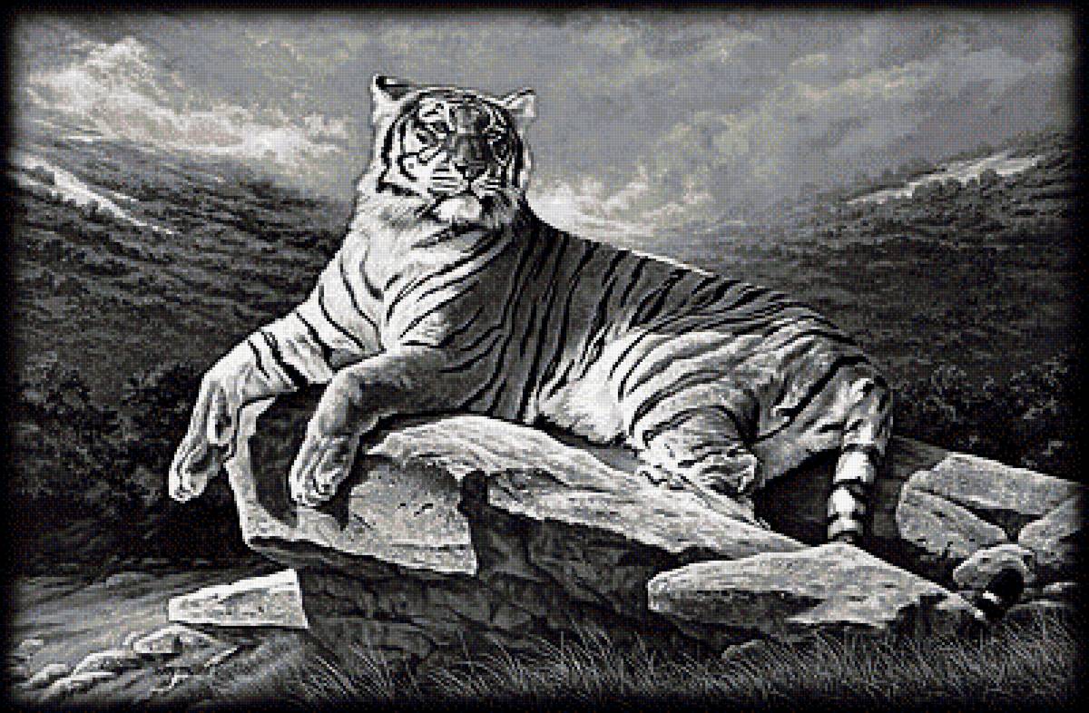 тигр - животные - предпросмотр