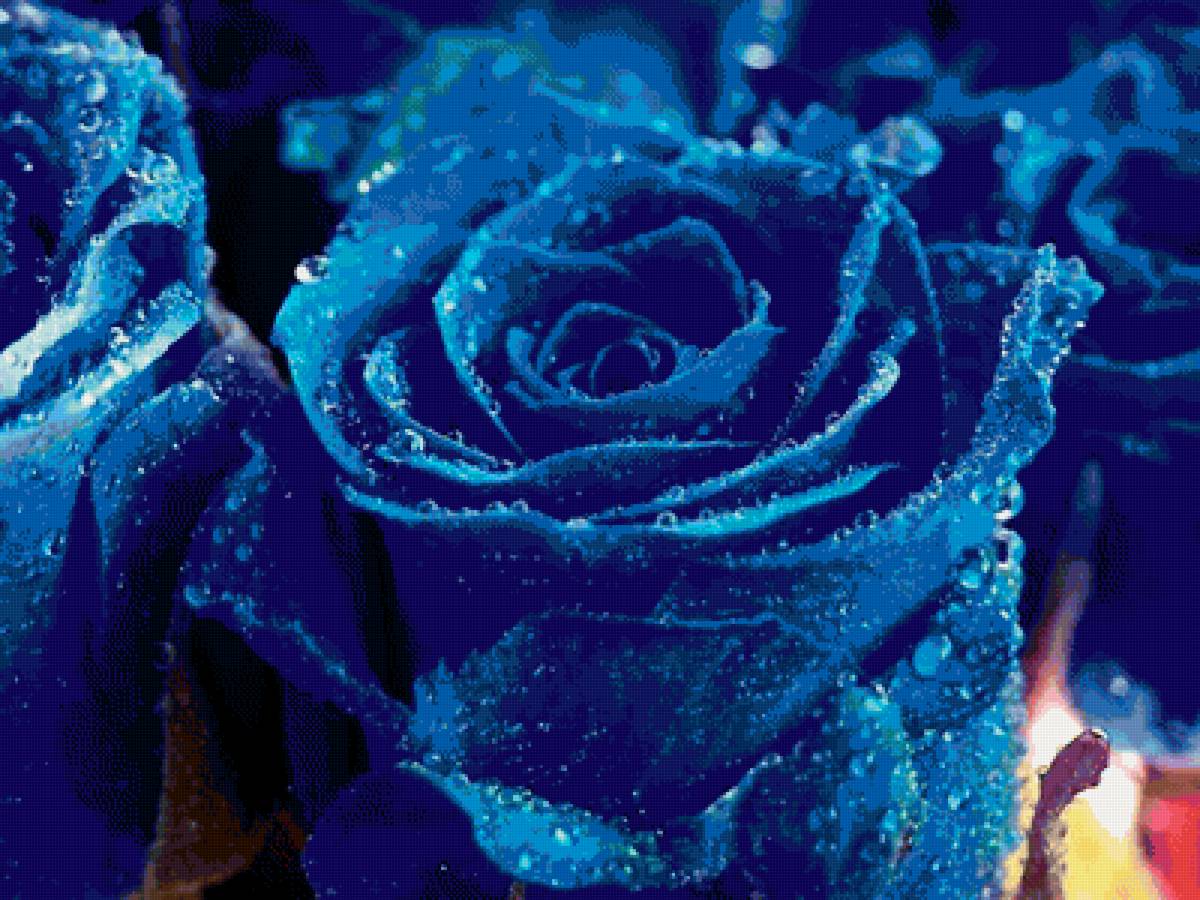 розы - цветы - предпросмотр