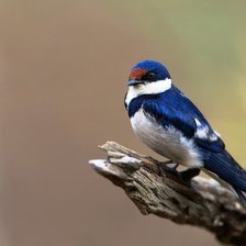 Схема вышивки «птичка»
