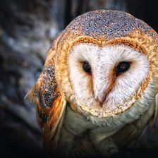 Схема вышивки «сова»