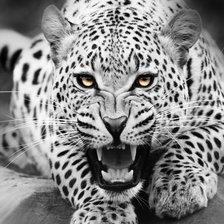 Схема вышивки «пантера»