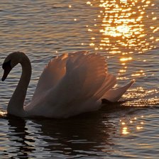 Схема вышивки «лебедь на закате»