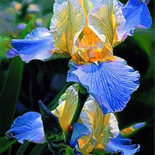 Схема вышивки «ирис»