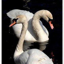 Схема вышивки «№1444268»