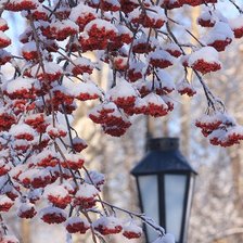 Схема вышивки «Рябина в снегу»