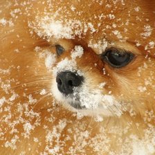 Схема вышивки «рыжая моська в снегу»