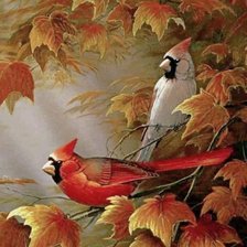 Кардиналы на дереве