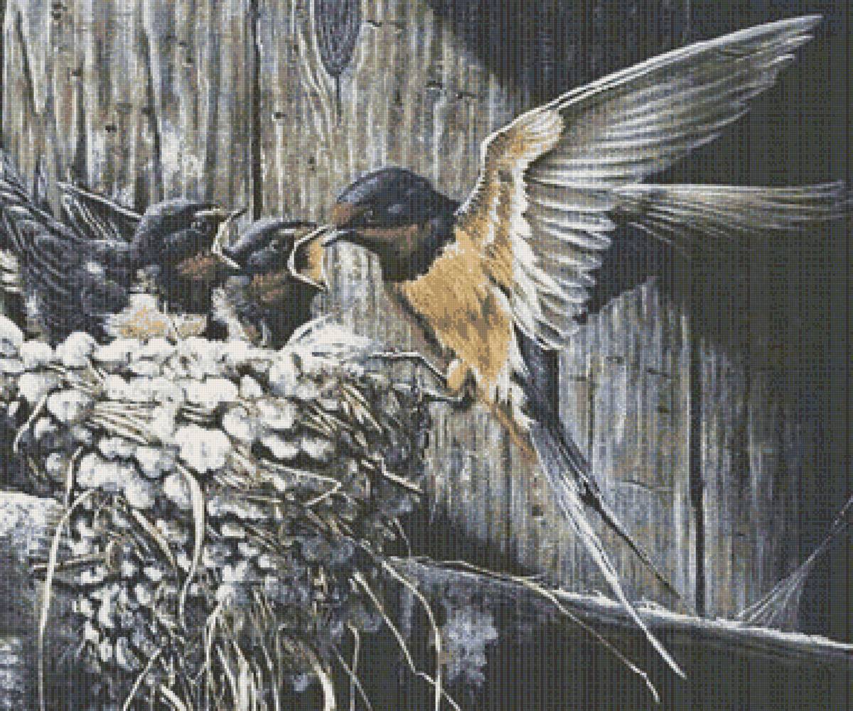 Ласточки - птенцы, ласточка, гнездо - предпросмотр