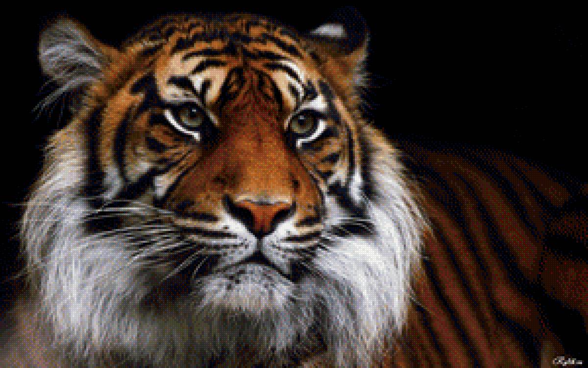 тигр - кошка - предпросмотр