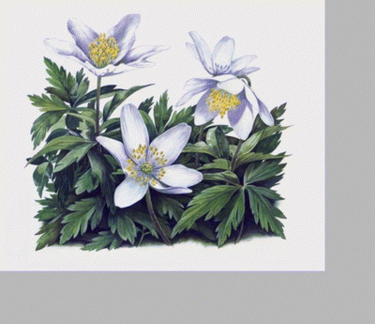 цветы - предпросмотр