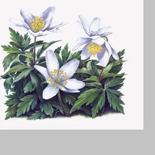 Схема вышивки «цветы»