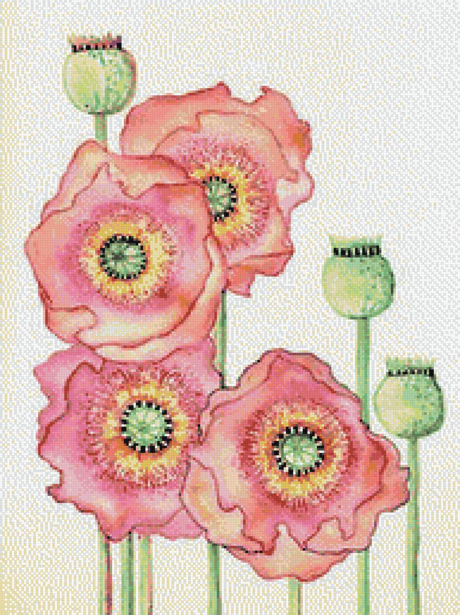 розовые маки - розовые, цветы - предпросмотр