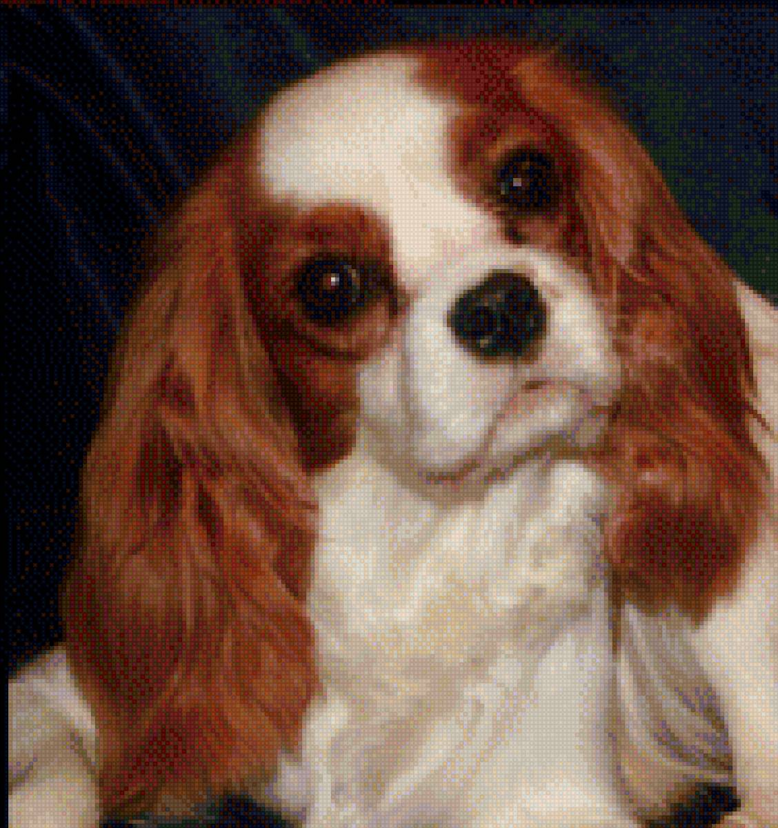 Кавалер - спаниель, собака - предпросмотр