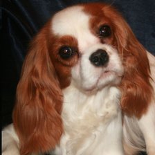 Схема вышивки «Кавалер»