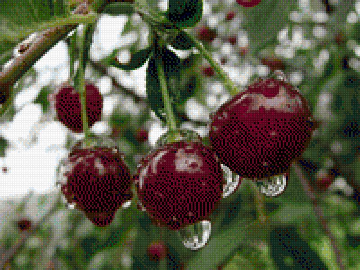 вишня - вишня - предпросмотр