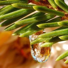 Схема вышивки «роса»