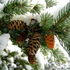 Схема вышивки «еловая ветка»