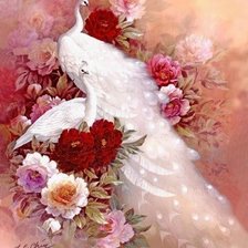 павлины альбиносы