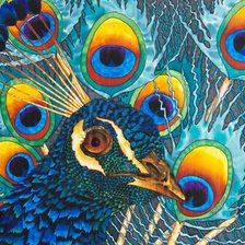 Схема вышивки «павлин абстракция»