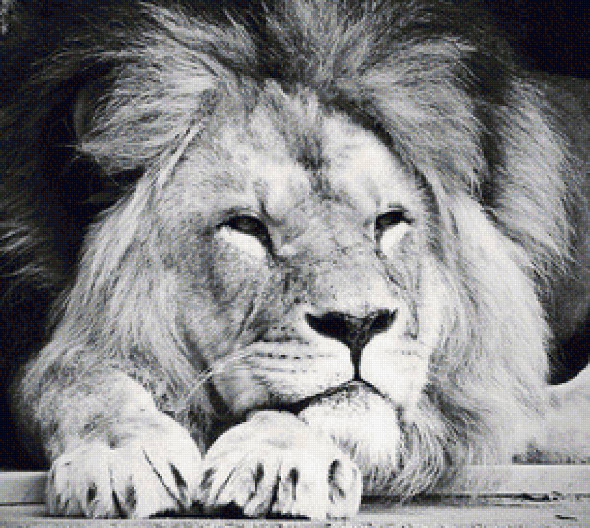 лев черно-белый - кошки, лев, черно-белый - предпросмотр