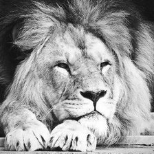 Схема вышивки «лев черно-белый»