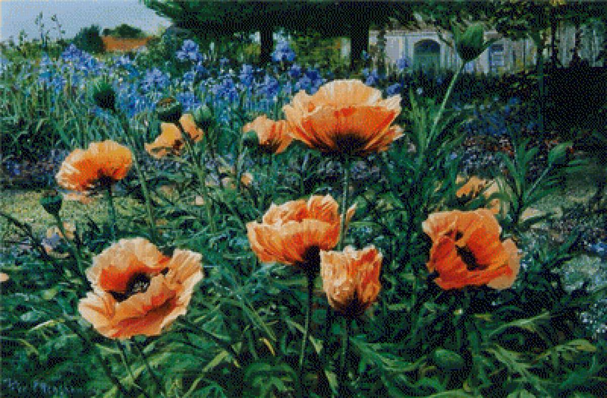 Maki - предпросмотр