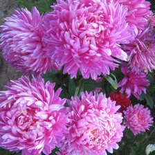 Схема вышивки «№1448432»