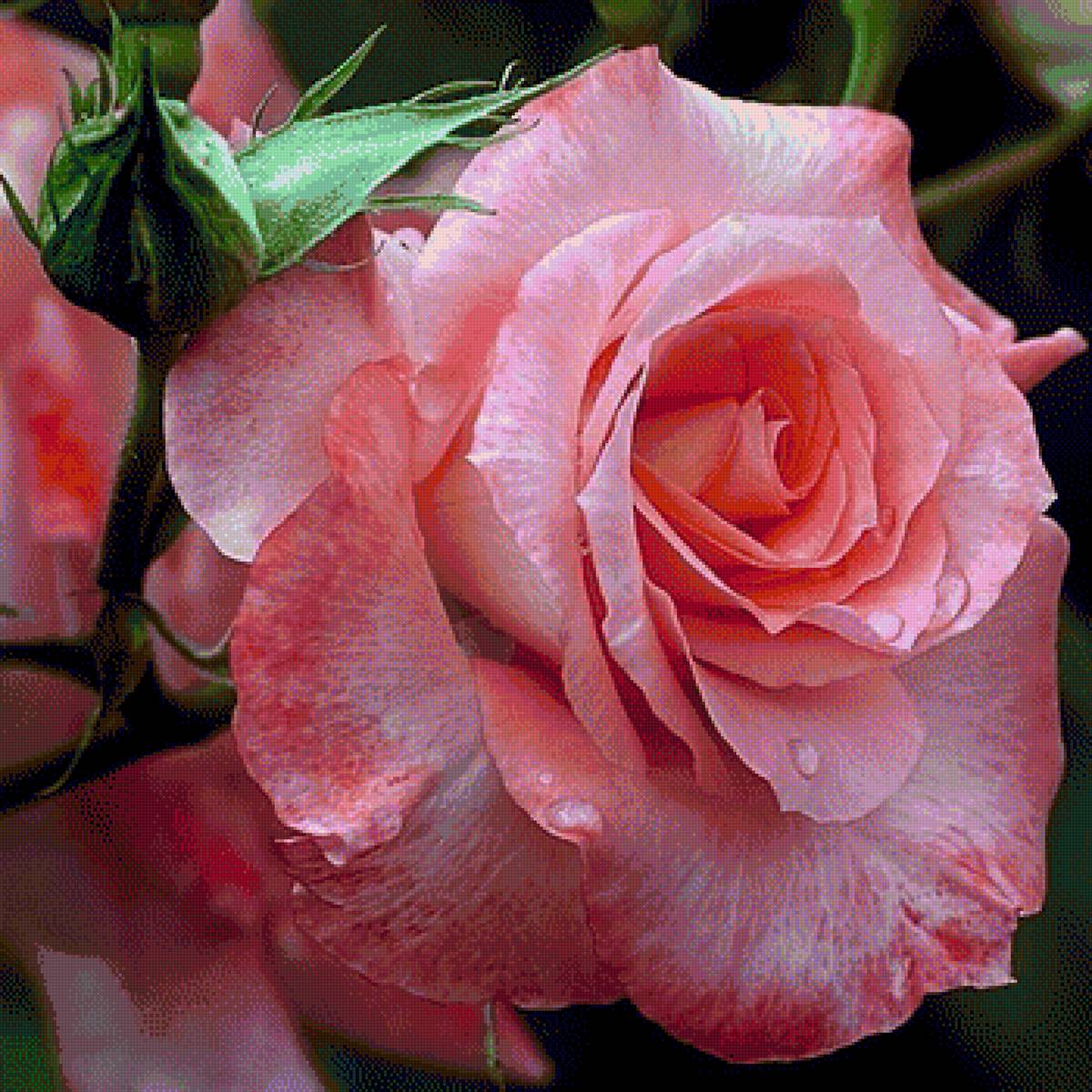 королева роза - букет, розы, цветы - предпросмотр