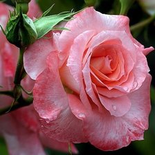 Схема вышивки «королева роза»