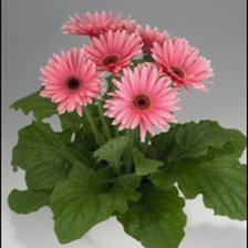 Схема вышивки «№1449071»