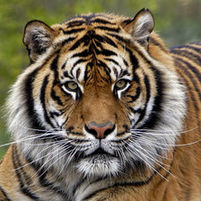 Схема вышивки «тигр»