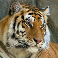 Схема вышивки «тигр»