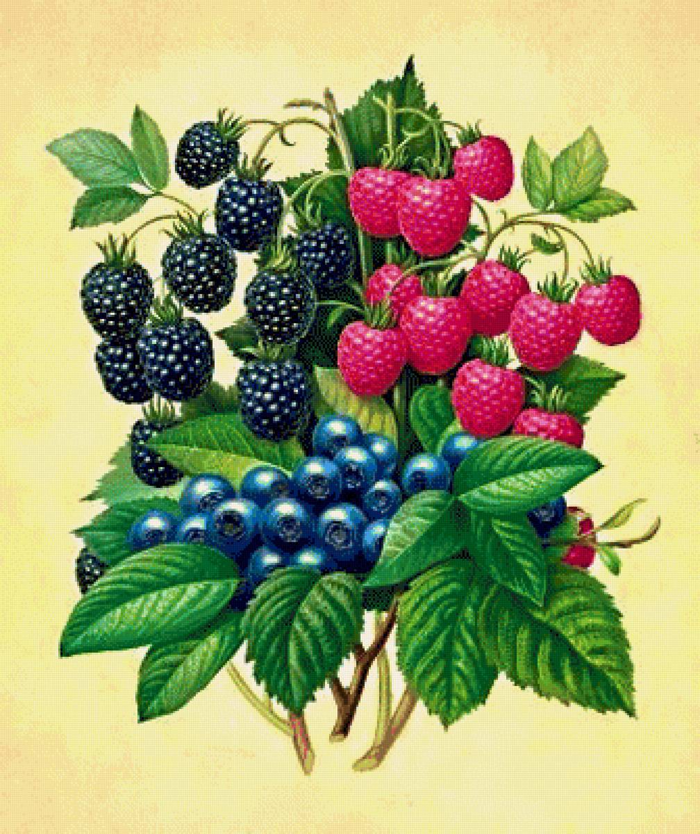 ягоды - предпросмотр