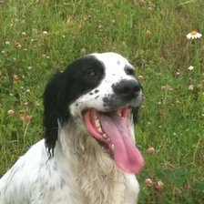 Схема вышивки «Спаниель»