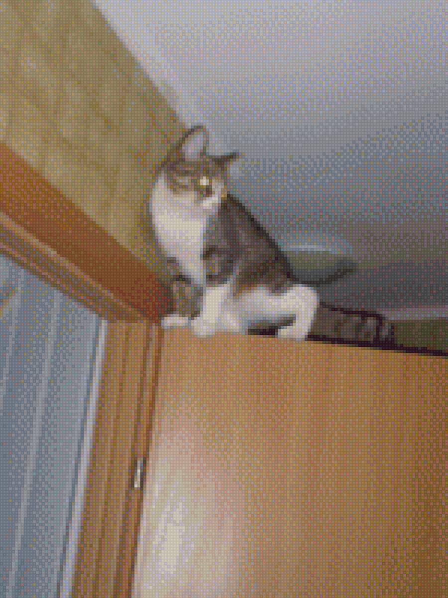 озорная скалалазка - вверх., дверь, квартира, лезть, кошка - предпросмотр