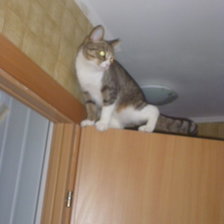 Схема вышивки «озорная скалалазка»