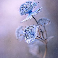 Схема вышивки «Цветок»