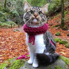 Схема вышивки «Мир животных»