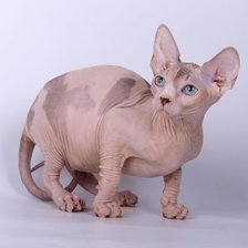 Схема вышивки «Канадский сфинкс»