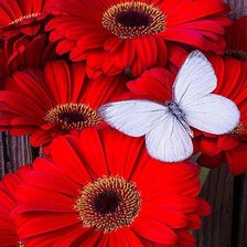 Схема вышивки «Красные герберы»