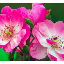 Схема вышивки «Шиповник цветущий»