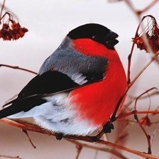 Схема вышивки «снегирь»