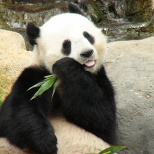 Схема вышивки «панда»