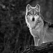 Схема вышивки «волк»