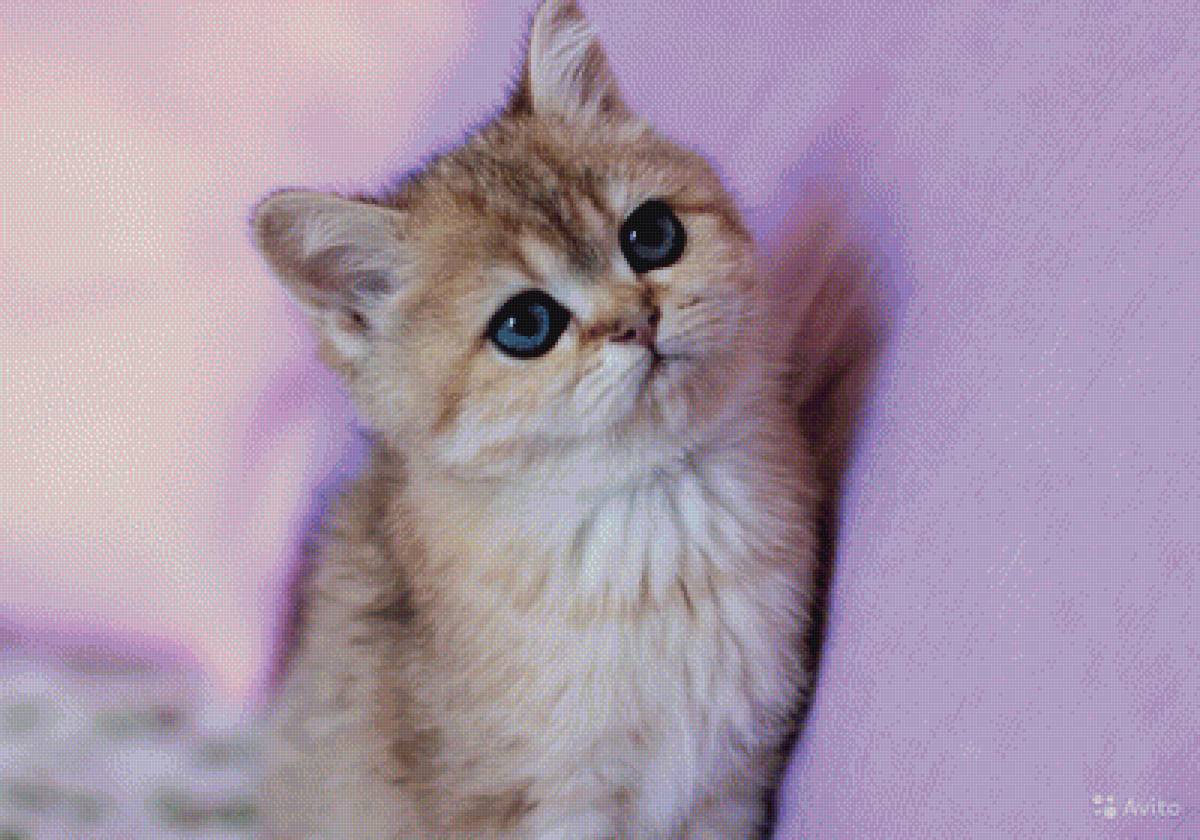 Лапушка - кошечка, милашка. - предпросмотр