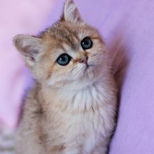 Схема вышивки «Лапушка»