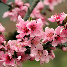 Схема вышивки «ветка сакуры»