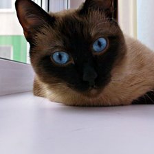 Схема вышивки «Тайский кот»