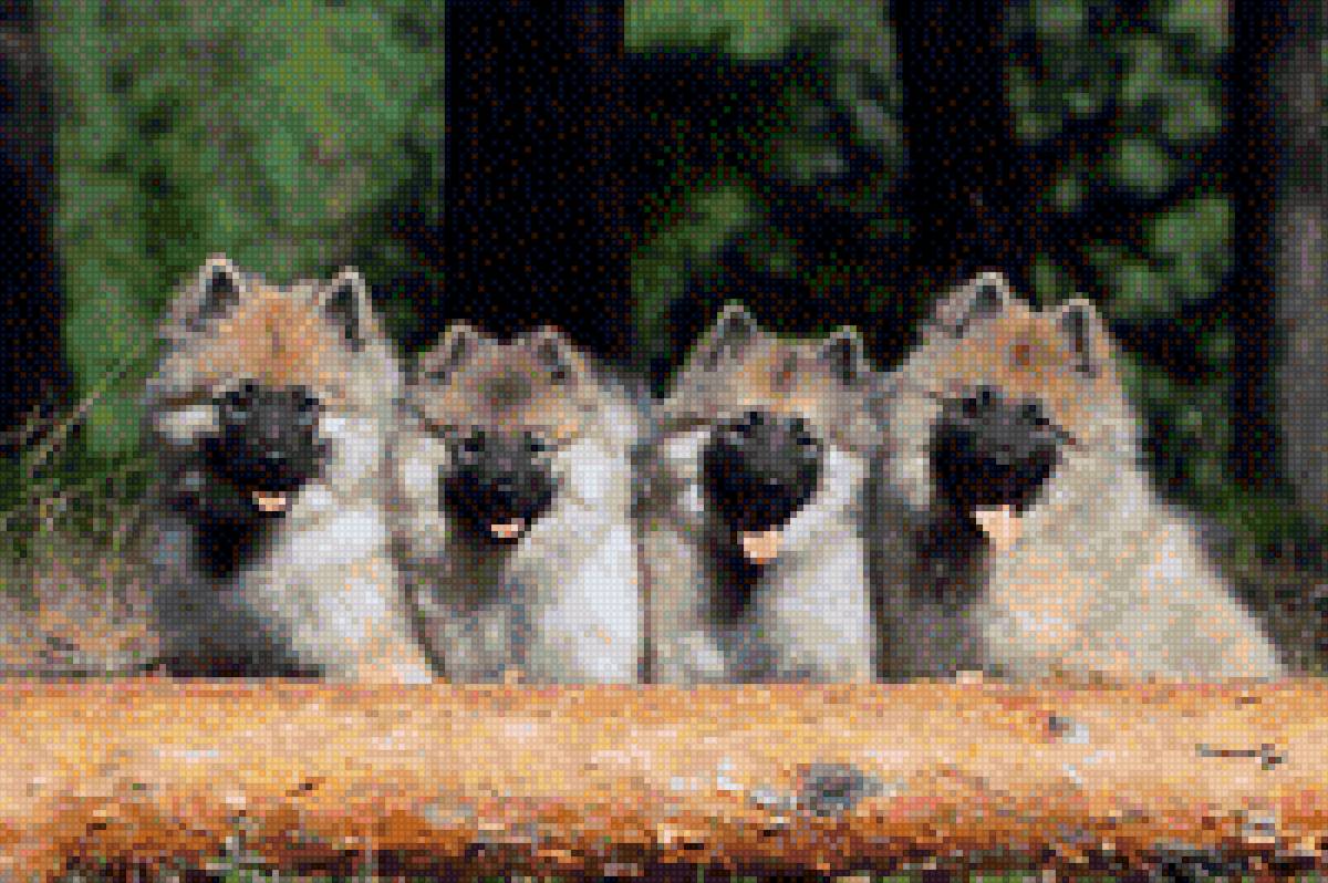 Вольф шпиц - семейка вольфов - предпросмотр